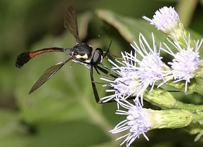 Systropus bicornis