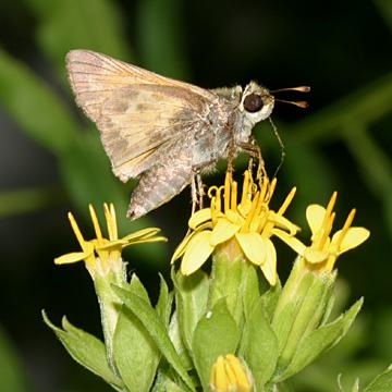 Sachem - Atalopedes campestris (male)