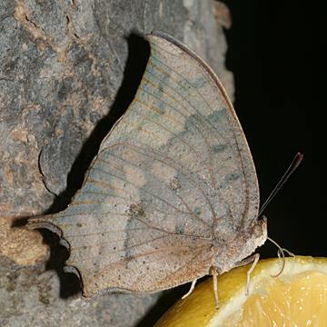 Tropical Leafwing - Anaea aidea