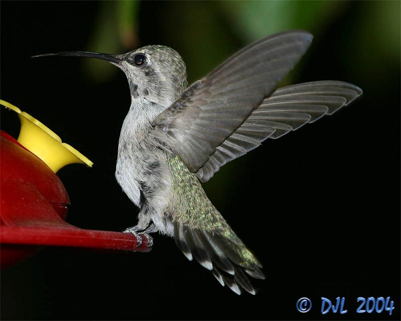 Hummingbird