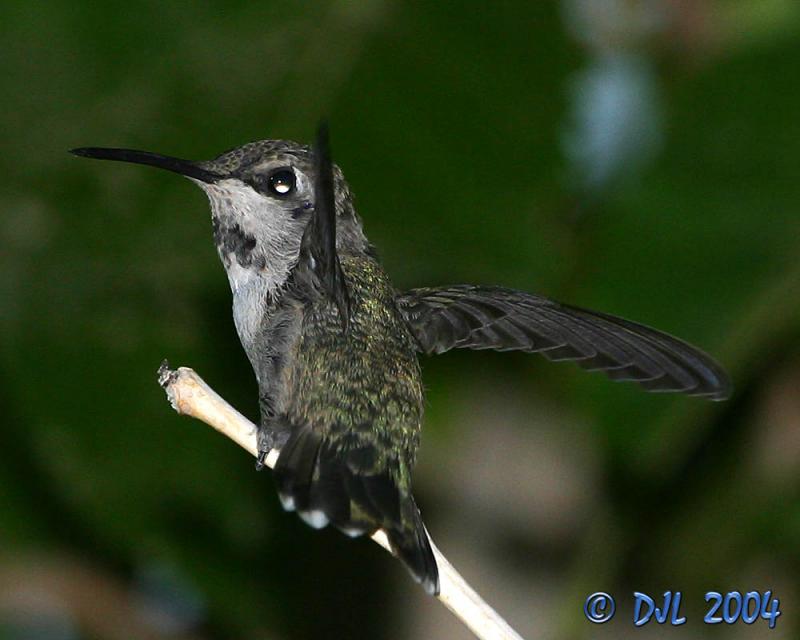 Hummingbird