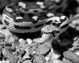 Gopher Snake, PSed