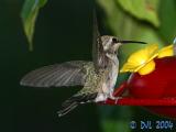 Hummingbird