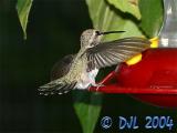 Hummingbird