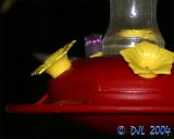 Hummingbird