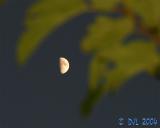 Moon_Tree_F_1.jpg