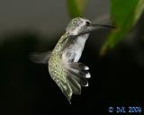 Hummingbird