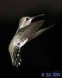 Hummingbird