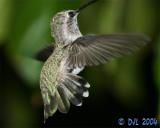 Hummingbird