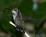 Hummingbird