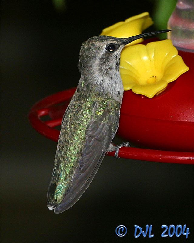 Hummingbird