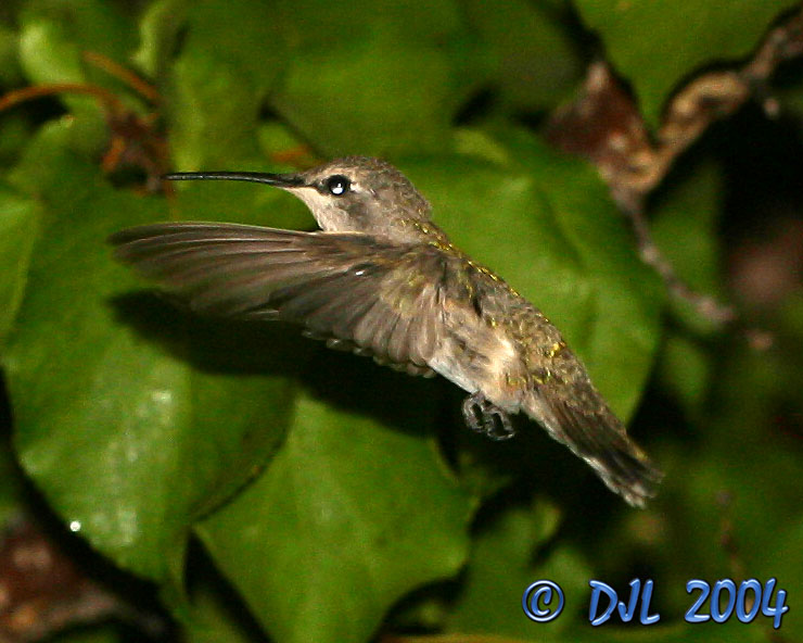 Hummingbird
