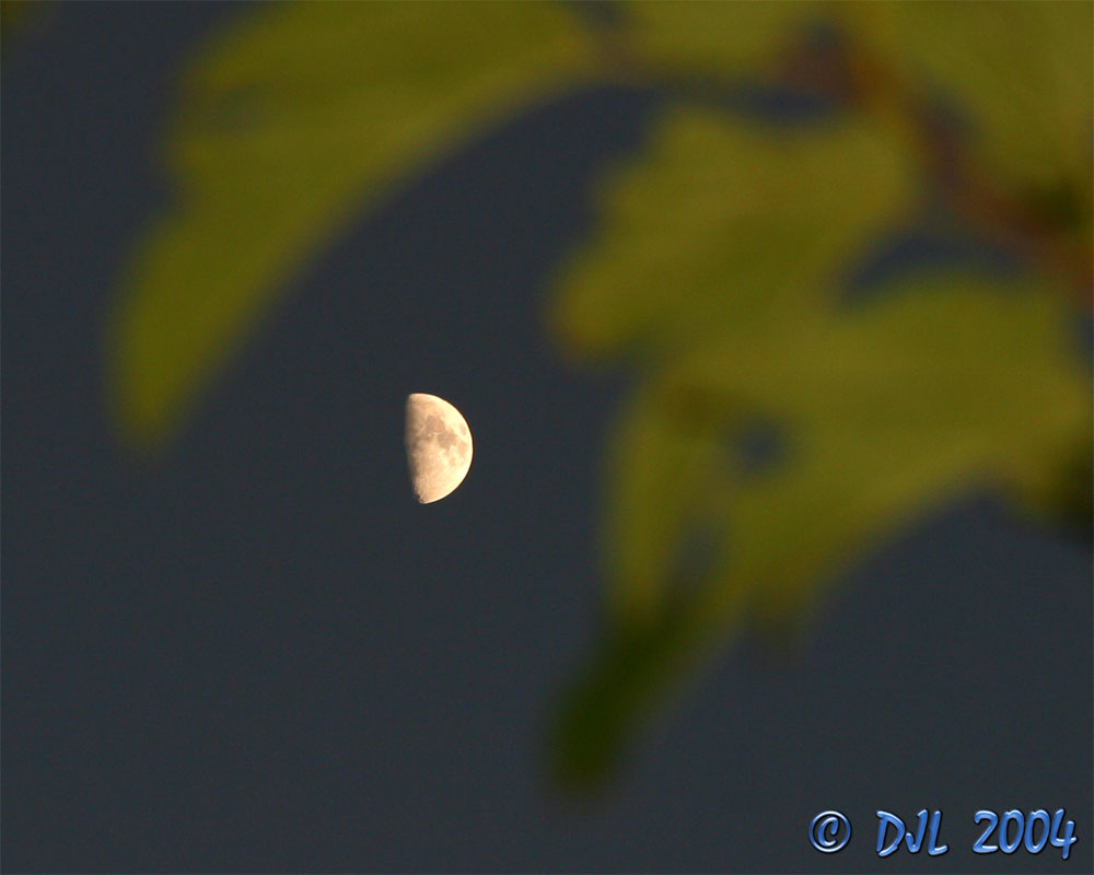 Moon_Tree_F_1.jpg