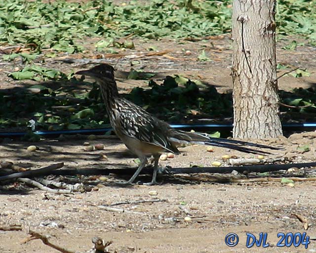 Roadrunner