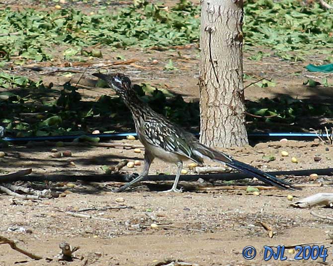 Roadrunner