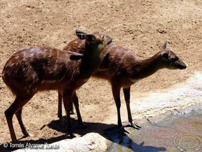 Sitatunga Occidental