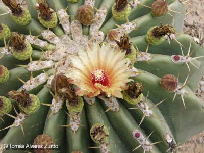 Echinocactus potsii