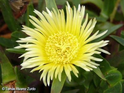 Carpobrotus edulis