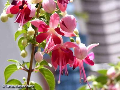 Begonia Fuchsia