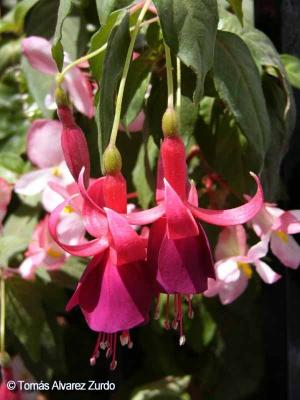 Begonia Fuchsia