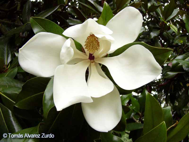 Magnolia grandiflora