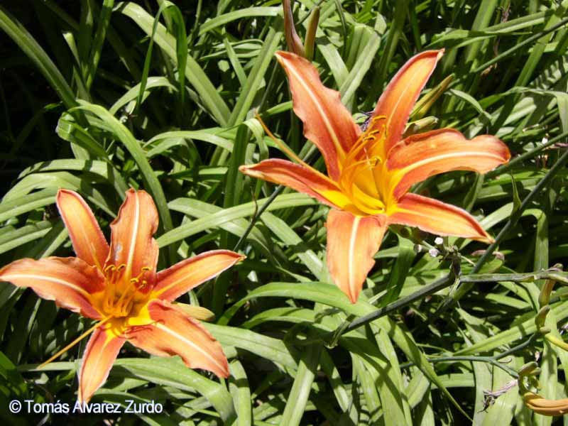 Lirio de da anaranjado (Hemerocallis fulva)