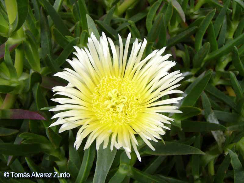 Carpobrotus edulis