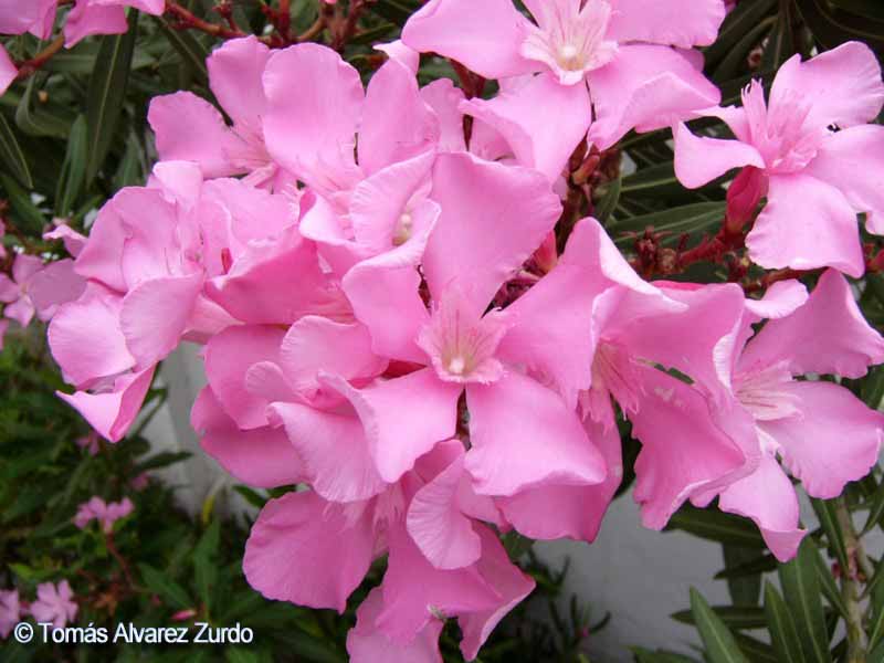 Adelfa (Nerium oleander)