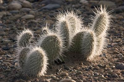 Backlight Cactus