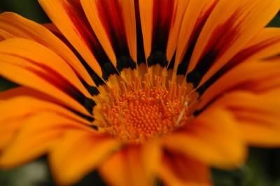 DSC_5008a.jpg