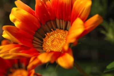 DSC_5022aF.jpg