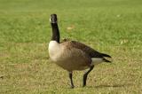 Birds/Geese