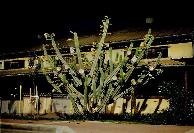 cactus-full3-23a.jpg