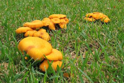 Unidentified Orange Mushrooms