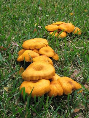 Unidentified Orange Mushrooms 2