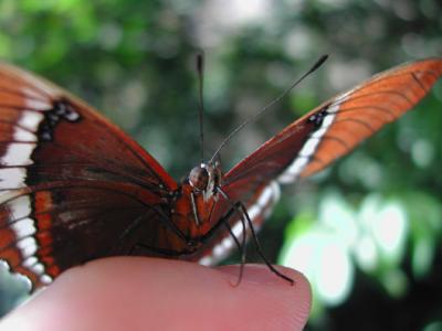 Butterfly-on-Finger-Monteve.jpg