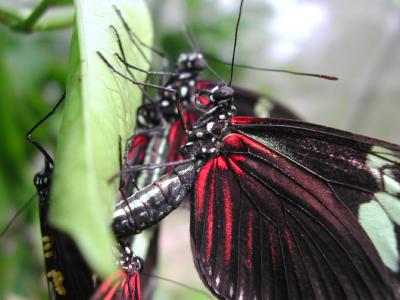 Butterfly-Red-Twins.jpg