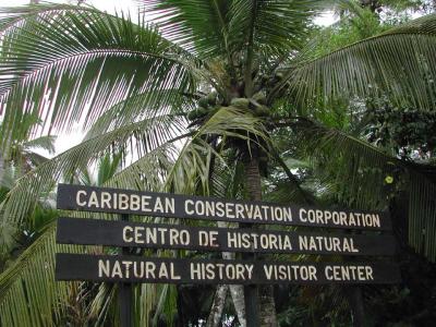 Caribbean-Conservation-Corp.jpg