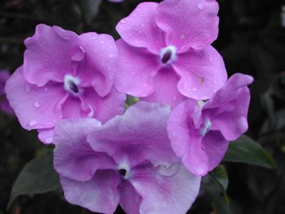 Flower-Purple-Cluster.jpg