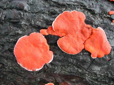 Fungus-Orange.jpg