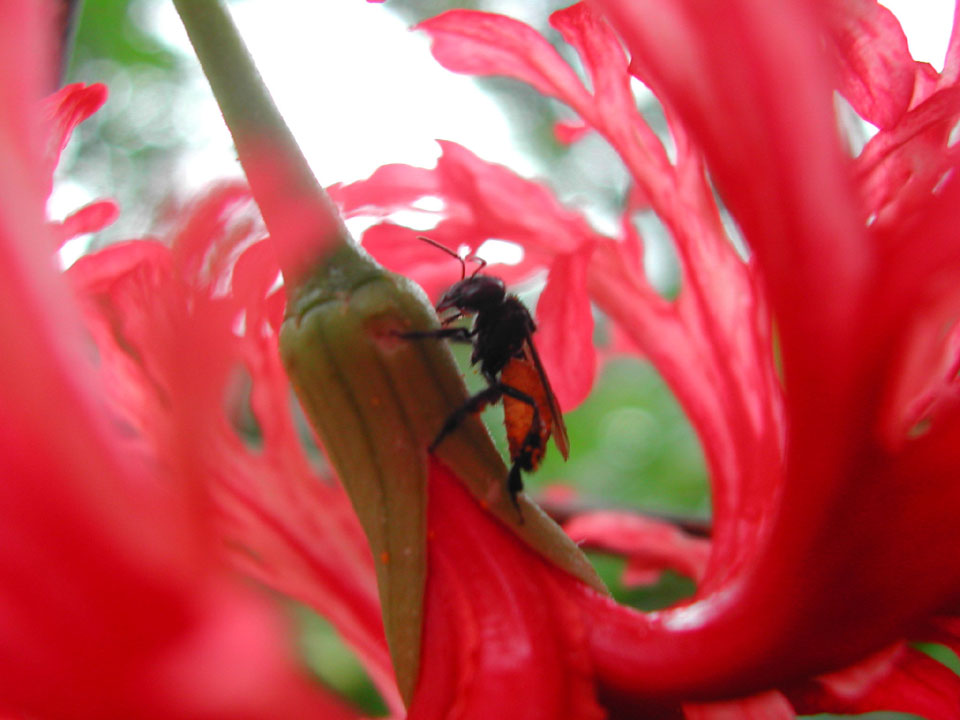 Bee-in-Red-Flower.jpg