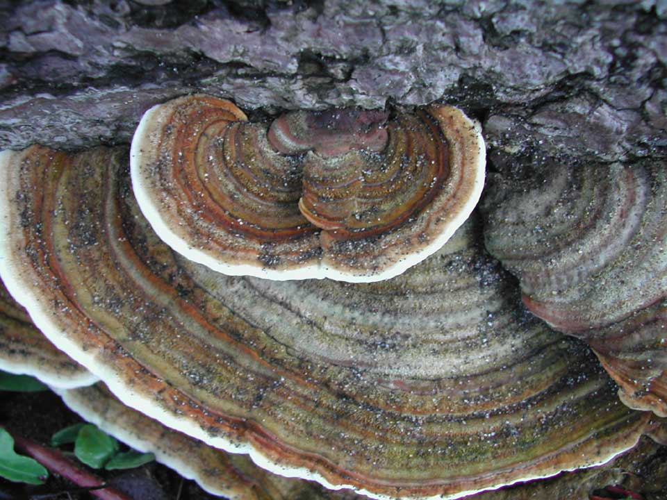 Fungus-Brown.jpg