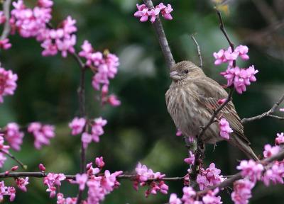 Female House Finch