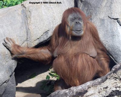 Momma Orangutan
