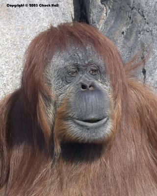 Portrait of An Orangutan