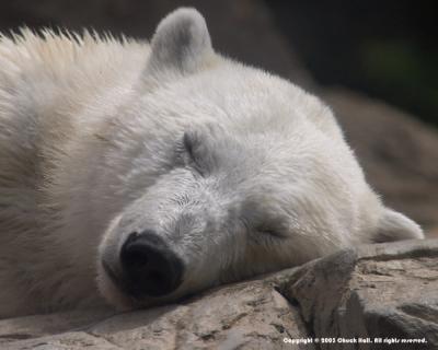 Snoozin' Polar Bear