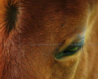 Fayette Park Thoroughbred Stud Tirau NZ