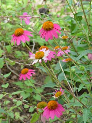 DSC00788.JPG