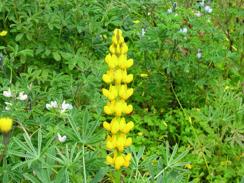 Tremocilha // Yellow Lupin (Lupinus luteus)