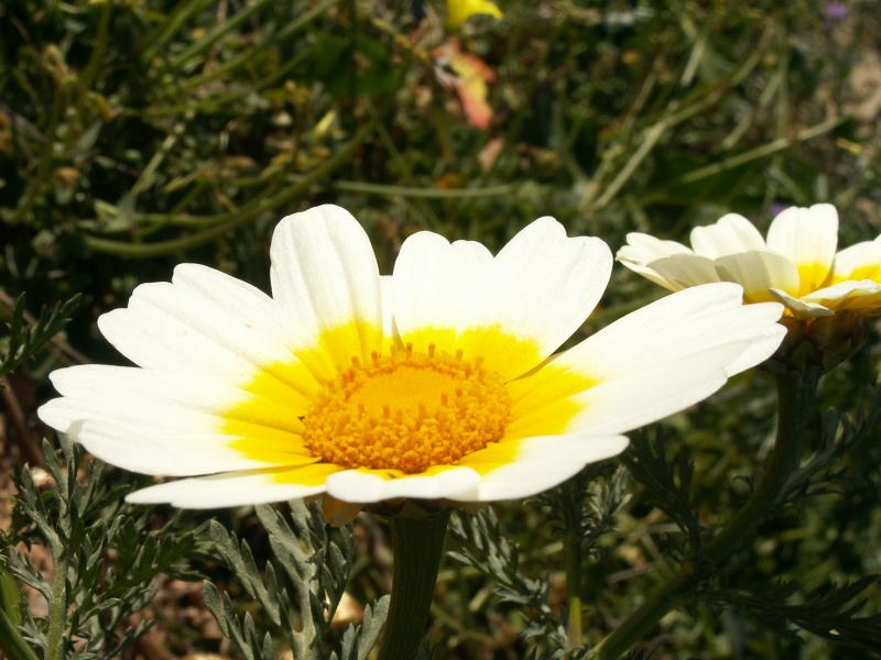 Pampilho-ordinrio (Chrysanthemum coronarium)